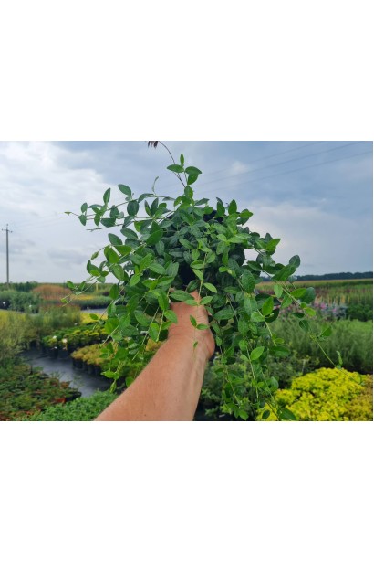 Барвинок малый обыкновенный - 2л/вис.10-20см/Ø25-35см